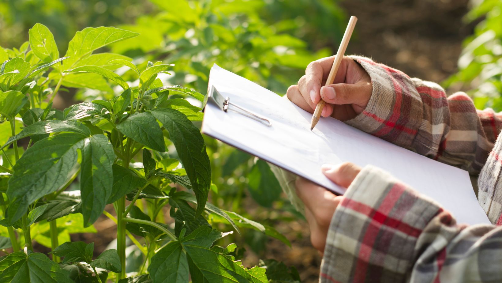 Masters in Sustainable Agriculture: Your Guide to Eco-Friendly Farming Careers
